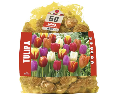50 Tulpenzwiebeln Florex Tulipa Triumph Mix in einem Netzbeutel mit Produktbild.