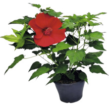 Hibiskus Pflanze mit einer großen roten Blüte und grünen Blättern im schwarzen Topf.