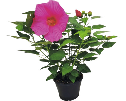 Riesen-Hibiskus Hibiscus moscheutos mit großer pinker Blüte und grünen Blättern im schwarzen Topf.