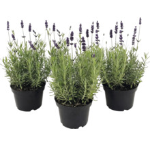 Drei Lavendelpflanzen mit grünen Blättern und violetten Blüten in schwarzen Kunststofftöpfen.