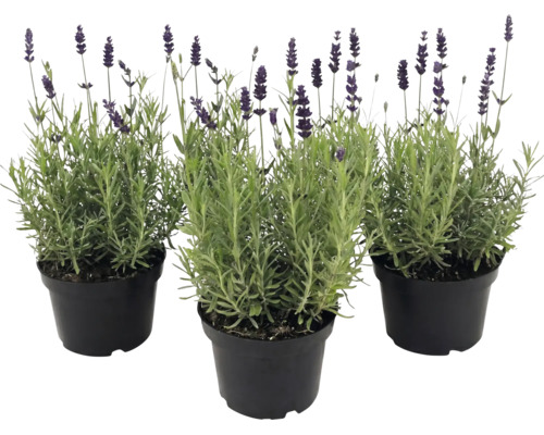 Drei Lavendelpflanzen mit grünen Blättern und violetten Blüten in schwarzen Kunststofftöpfen.