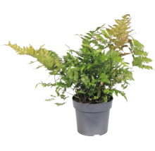 Rotschleierfarn Dryopteris erythrosora in einem grauen Kunststofftopf