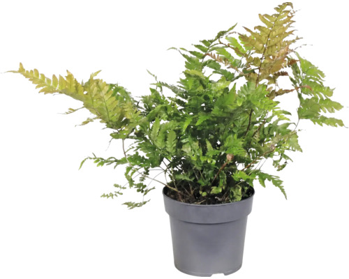 Rotschleierfarn Dryopteris erythrosora in einem grauen Kunststofftopf