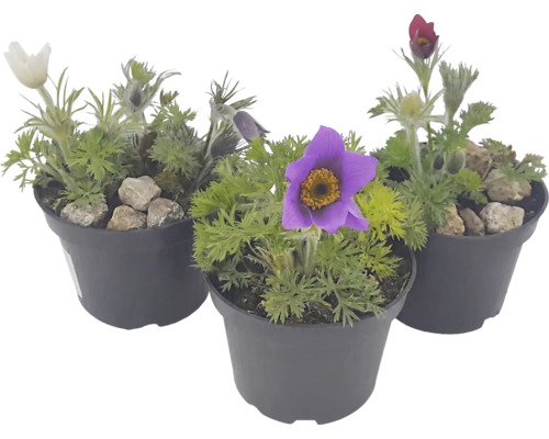 Drei Pulsatilla Küchenschellen in verschiedenen Farben in Kunststofftöpfen.