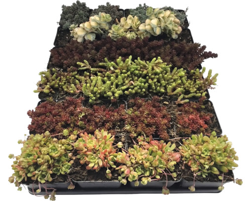 Verschiedene Sedum-Sorten in kleinen Kunststofftöpfen, angeordnet in einer Pflanzschale.