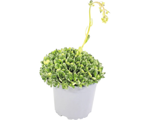 Sukkulente mit grünen, gekerbten Blättern und gelben Blüten an einem langen Stiel im grauen Kunststofftopf.
