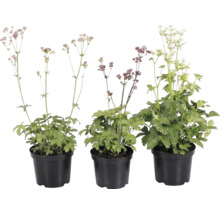 Drei Große Sterndolden Astrantia major in schwarzen Kunststofftöpfen mit Blüten in verschiedenen Farben.