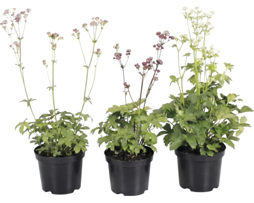 Drei Große Sterndolden Astrantia major in schwarzen Kunststofftöpfen mit Blüten in verschiedenen Farben.