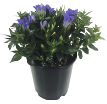 Enzian Gentiana in einem schwarzen Pflanztopf mit grünen Blättern und blauen Blüten.