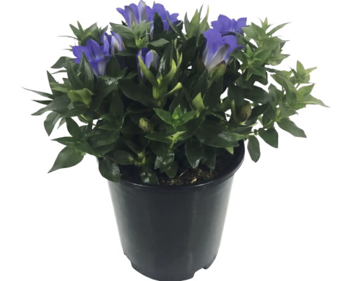 Enzian Gentiana in einem schwarzen Pflanztopf mit grünen Blättern und blauen Blüten.