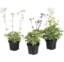 Drei Astrantia-Pflanzen in schwarzen Töpfen mit grünen Blättern und zarten Blüten auf langen Stielen.