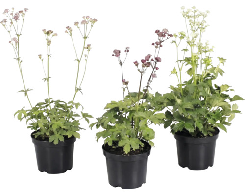 Drei Astrantia-Pflanzen in schwarzen Töpfen mit grünen Blättern und zarten Blüten auf langen Stielen.