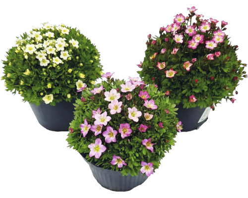 Drei Moos-Steinbrech (Saxifraga arendsii) Pflanzen in Töpfen mit weißen und rosa Blüten.