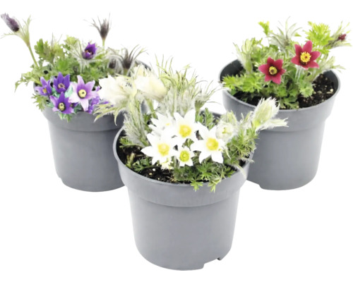 Küchenschelle Pulsatilla vulgaris im Topf, Mischung aus verschiedenen Blütenfarben wie Weiß, Violett und Rot.