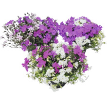 Polster-Phlox Phlox subulata mit violetten und weißen Blüten in drei Töpfen.