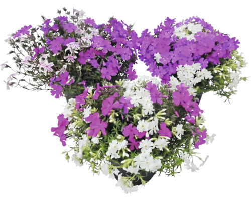 Polster-Phlox Phlox subulata mit violetten und weißen Blüten in drei Töpfen.