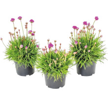 Drei Grasnelken Armeria maritima mit pinken Blüten in schwarzen Kunststofftöpfen.