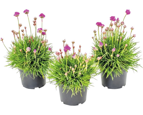 Drei Grasnelken Armeria maritima mit pinken Blüten in schwarzen Kunststofftöpfen.