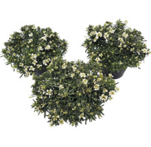 Drei blühende Schleifenblumen (Iberis) in dunklen Pflanztöpfen mit weißen Blüten und grünen Blättern.