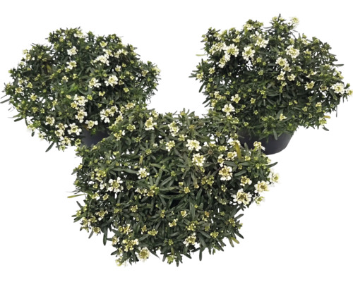 Drei blühende Schleifenblumen (Iberis) in dunklen Pflanztöpfen mit weißen Blüten und grünen Blättern.