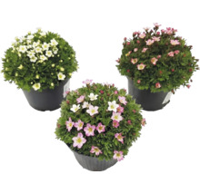 Drei Steinbrech Saxifraga in schwarzen Töpfen mit weißen, hellrosa und dunkelrosa Blüten.