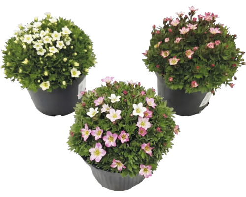 Drei Steinbrech Saxifraga in schwarzen Töpfen mit weißen, hellrosa und dunkelrosa Blüten.