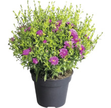 Aster im Kunststofftopf mit violetten Blüten und grünem Laub.