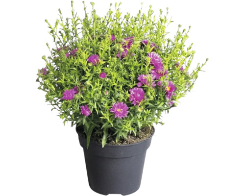 Aster im Kunststofftopf mit violetten Blüten und grünem Laub.