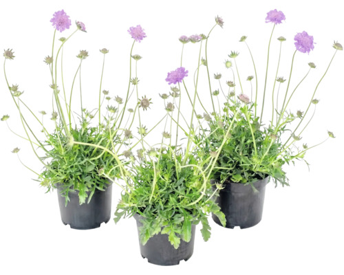 Drei Skabiosen Pflanzen in schwarzen Töpfen mit violetten Blüten und langen Stielen.