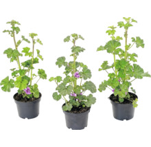 Drei Malven-Pflanzen in schwarzen Kunststofftöpfen mit grünen Blättern und violetten Blüten.