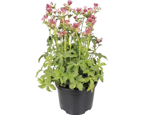 Große Sterndolde Astrantia major im Topf mit rosa Blüten und grünen Blättern.