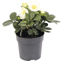 Christrose Helleborus niger im grauen Topf mit weißen Blüten und grünen Blättern.