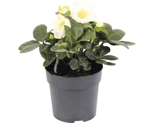 Christrose Helleborus niger im grauen Topf mit weißen Blüten und grünen Blättern.