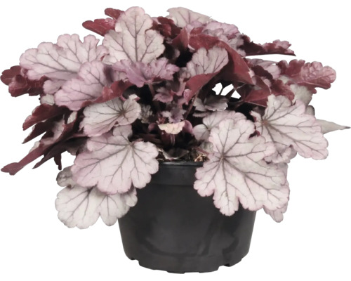Purpurglöckchen Heuchera mit silbrig-violetten Blättern im schwarzen Kunststofftopf.