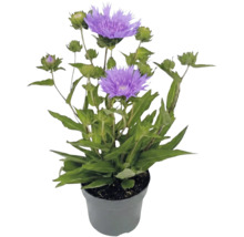 Stokesia laevis Kornblumenaster mit violetten Blüten und grünen Knospen in einem grauen Kunststofftopf.