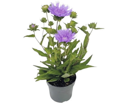 Stokesia laevis Kornblumenaster mit violetten Blüten und grünen Knospen in einem grauen Kunststofftopf.
