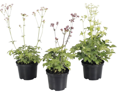 Drei Große Sterndolden Astrantia major in schwarzen Kunststofftöpfen mit grünen Blättern und hohen Blütenstielen.