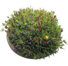 Delosperma Mittagsblume mit grünen Sukkulentenblättern und kleinen bunten Blüten in einer runden Pflanzschale.