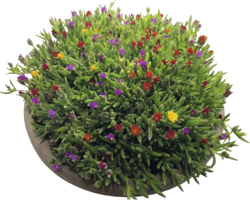 Delosperma Mittagsblume mit grünen Sukkulentenblättern und kleinen bunten Blüten in einer runden Pflanzschale.