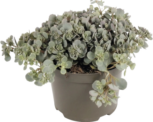 Fetthenne Sedum mit graugrünen fleischigen Blättern in einem grauen Kunststofftopf.