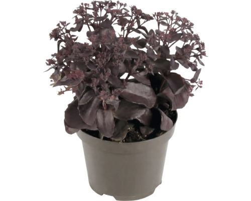 Fetthenne Sedum mit dunklen Blättern in einem Kunststofftopf.