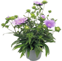 Stokesia laevis Kornblumenaster im Topf mit violetten Blüten und grünen Blättern