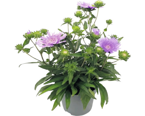 Stokesia laevis Kornblumenaster im Topf mit violetten Blüten und grünen Blättern