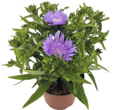 Blühende Kornblumenaster Stokesia laevis mit violetten Blüten im braunen Pflanztopf.