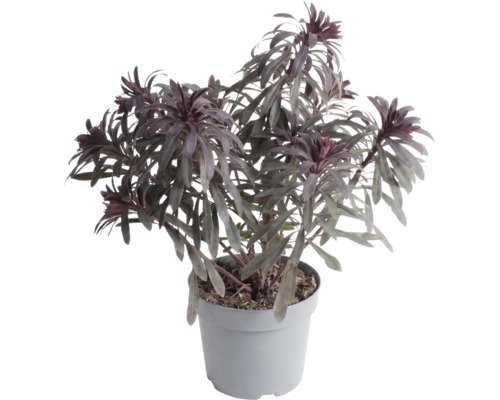 Dunkellaubige Wolfsmilch Euphorbia in einem grauen Kunststofftopf.