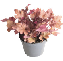 Purpurglöckchen Heuchera mit pfirsichfarbenen Blättern im grauen Kunststofftopf.