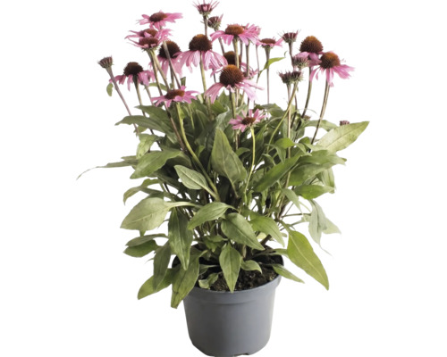 Purpur-Sonnenhut Echinacea mit rosafarbenen Blüten und grünen Blättern in einem grauen Topf.