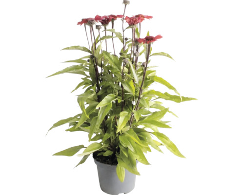 Echinacea Purpursonnenhut mit roten Blüten und grünen Blättern in einem grauen Kunststofftopf.