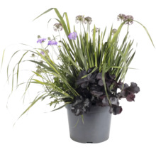 Pflanzarrangement im grauen Topf mit violetten Blüten, dunklem Laub und hohen Gräsern für die Garten- und Balkondekoration.