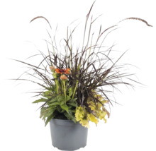 Herbstliches Pflanzarrangement im grauen Kunststofftopf mit dunklem Ziergras, orangefarbenen Blüten und hellgrünen Blättern.